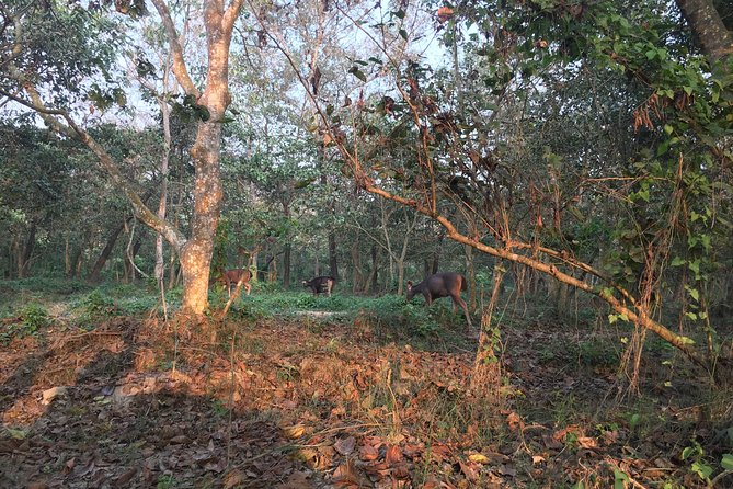 1 Night 2 Days Chitwan Jungle Safari Tour from Kathmandu - Chitwan in one night: what you are really buying