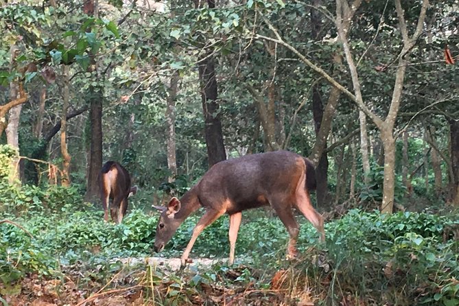 1 Night 2 Days Chitwan Jungle Safari Tour from Kathmandu - The two-hour morning jeep safari