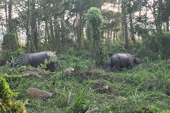 1 Night 2 Days Chitwan Jungle Safari Tour from Kathmandu - The 6:30 am start from Kathmandu