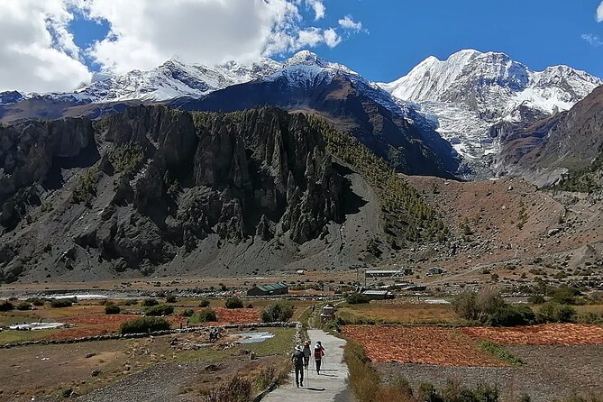 10 Days Annapurna Circuit Trek - Day 4: Pine forest and the mountain wall near Manang