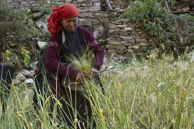 10 Days Manaslu Circuit Trek in Larke La Pass - Day 6: Acclimatization in Samagaun
