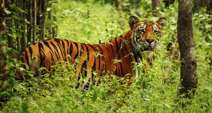 2 Days Chitwan Jungle Safari Tour from Pokhara/Kathmandu - A Tharu village and evening dance