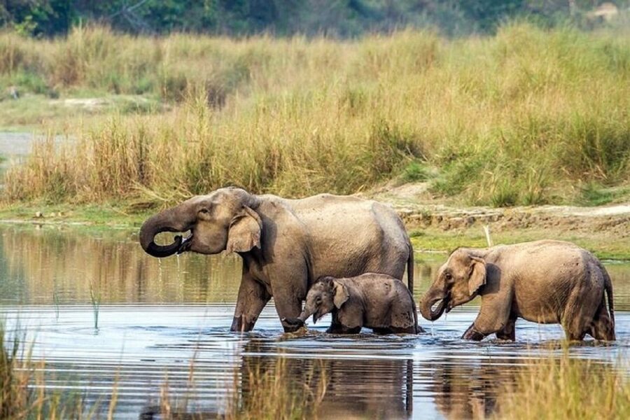 3-Day Chitwan Jungle Safari Adventure From Kathmandu/Pokhara - Key points to know before booking