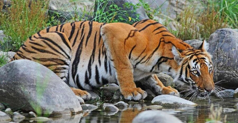 3-Day Chitwan Jungle Safari Adventure From Kathmandu/Pokhara - Day 2: Canoes, birds, elephants, and the jungle