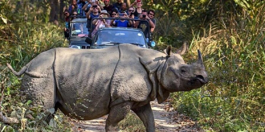 3-Day Chitwan Jungle Safari Adventure From Kathmandu/Pokhara - Choosing between an elephant safari and a jeep safari
