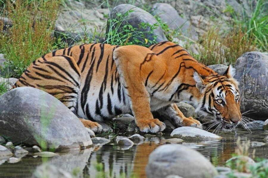 3-Day Chitwan Jungle Safari Adventure From Kathmandu/Pokhara - Who will get the most from this three-day plan