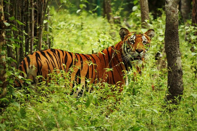 3-Day Chitwan Jungle Safari Tour from Kathmandu - The Tharu side of Chitwan