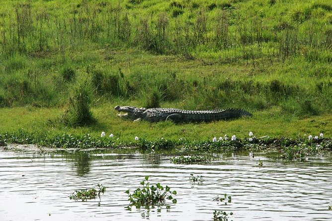 3-Day Chitwan Jungle Safari Tour from Kathmandu - Day 3: Returning to Kathmandu