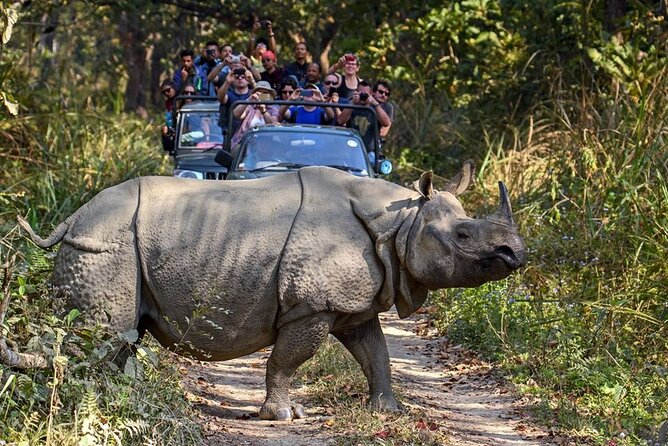 3-Day Chitwan National Park Jungle Safari Tour Package with Pick Up - Jungle walks, Jeep safari, and the wildlife question