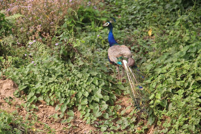 3-Day Chitwan National Park Jungle Safari Tour Package with Pick Up - Safety, service, and the small details that matter