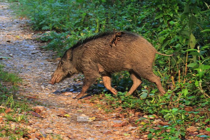 3 Days Jungle Safari in Chitwan National Park - Tharu Village and Museum on the First Afternoon