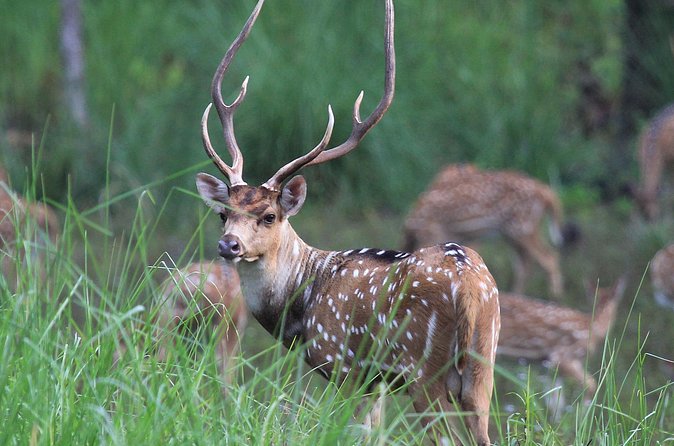 3 Days Jungle Safari in Chitwan National Park - Nepali Dinner and Tharu Stick Dance