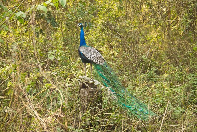 3 Nights 4 Days Chitwan National Park with Tower Night Stay - Day 3: Tower breakfast, jungle walk, and optional cycling