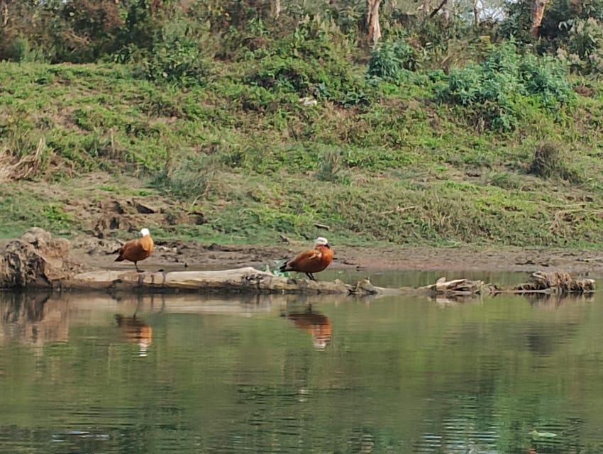 3 Nights 4 Days Chitwan National Park with Tower Night Stay - When to go and what to pack