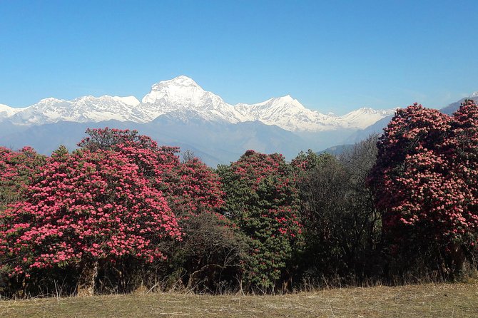 4-Day Private Poon Hill Trekking Tour - Key things to know before you book