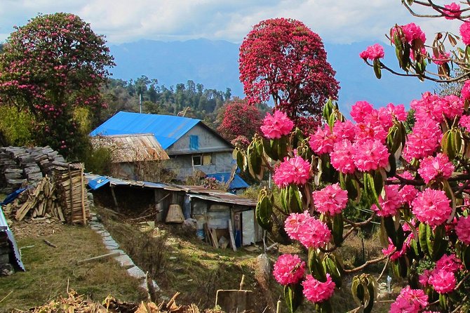 4-Day Private Poon Hill Trekking Tour - Day three: Poon Hill sunrise at 3,210 meters