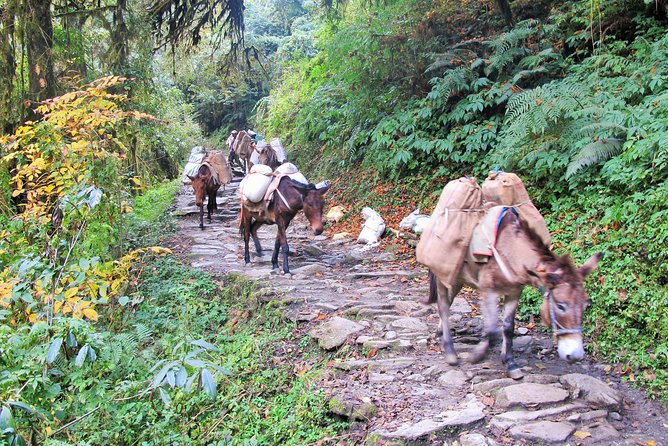 4-Day Private Poon Hill Trekking Tour - How the private guiding changes the experience