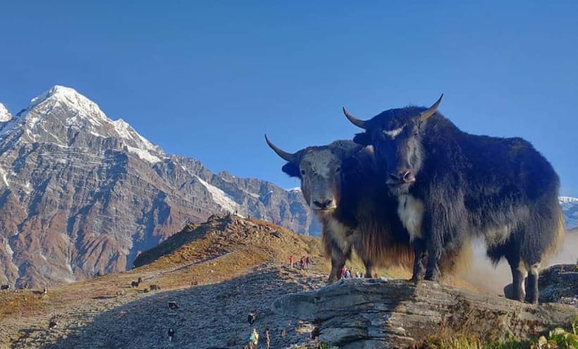 4 Days Pikey Peak Trek : The Best View of Mt Everest - Day four, back to Dhap and Kathmandu