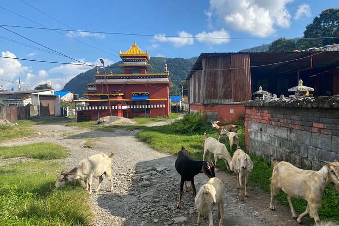 Afternoon Tibetan Cultural Tour to Tibetan Settlements Pokhara - What the four-hour schedule feels like