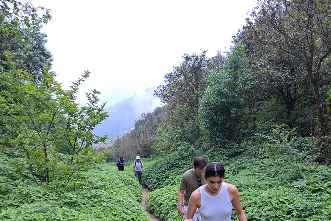 Amazing 1 Day Trekking Experience in Kathmandu Nepal - Pharping’s monasteries and pine woods