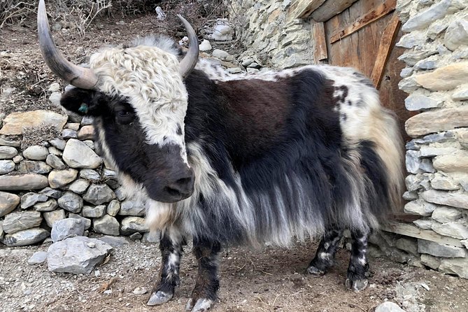 Annapurna Circuit Trek - Day 4: Walking from Chame toward Manang