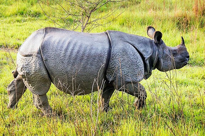 Chitwan 2 Nights All Inclusive Jungle Safari Tour - Day two on the Narayani River