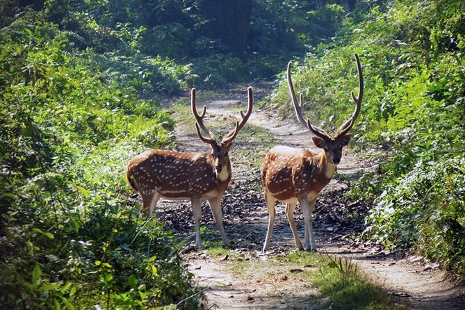 Chitwan 2 Nights All Inclusive Jungle Safari Tour - What the $128 price really covers