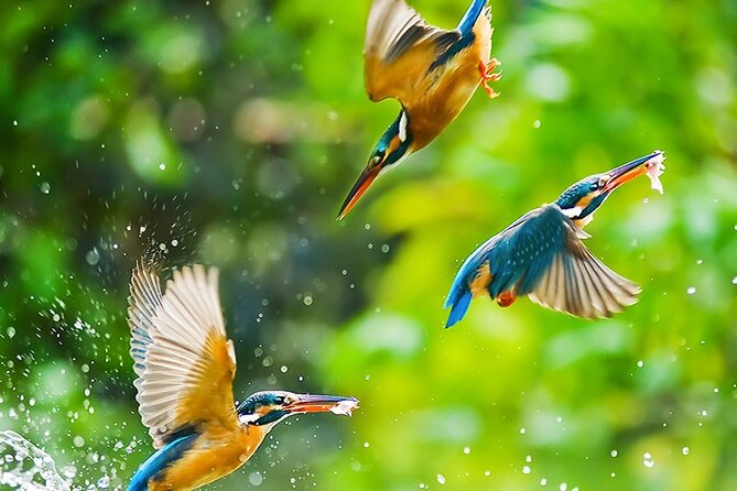 Chitwan 2 Nights All Inclusive Jungle Safari Tour - Who will get the most from these three days