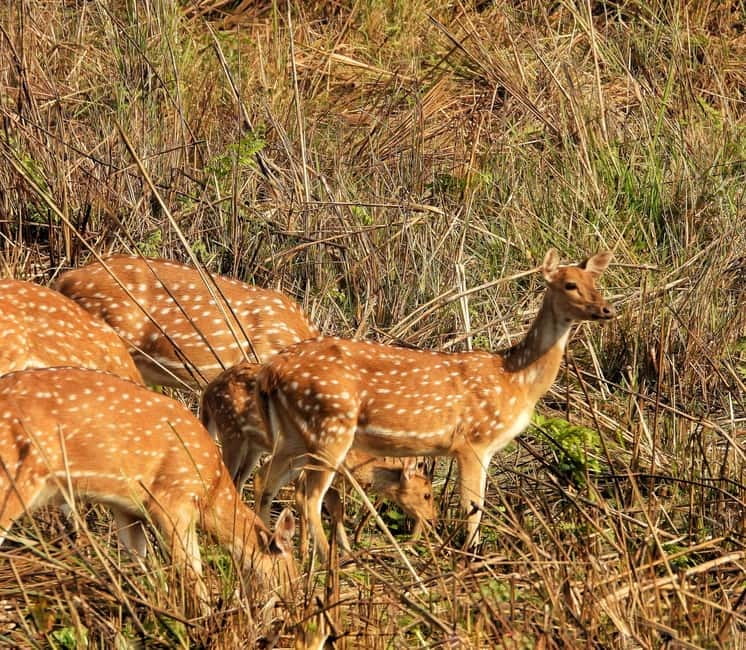 Chitwan: Full-Day Safari Canoeing and Jungle Walk and Jeep - Key points at a glance