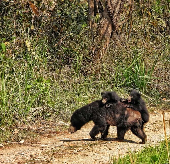 Chitwan: Full-Day Safari Canoeing and Jungle Walk and Jeep - Why this full-day Chitwan plan works