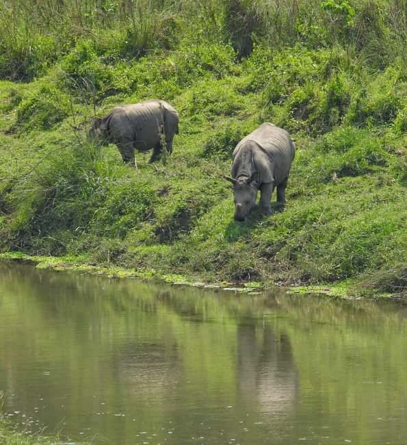 Chitwan: Full-Day Safari Canoeing and Jungle Walk and Jeep - Three hours on foot in the jungle