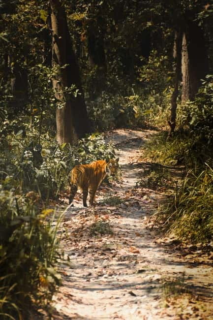 Chitwan: Full-Day Safari Canoeing and Jungle Walk and Jeep - Four hours by jeep in Chitwan National Park