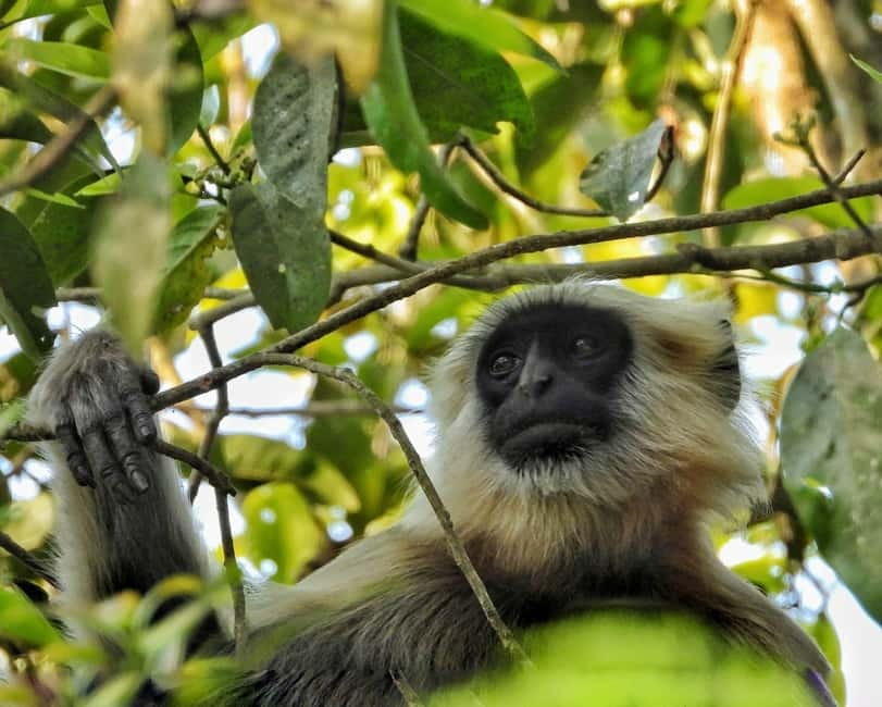 Chitwan: Full-Day Safari Canoeing and Jungle Walk and Jeep - Is $86 good value?