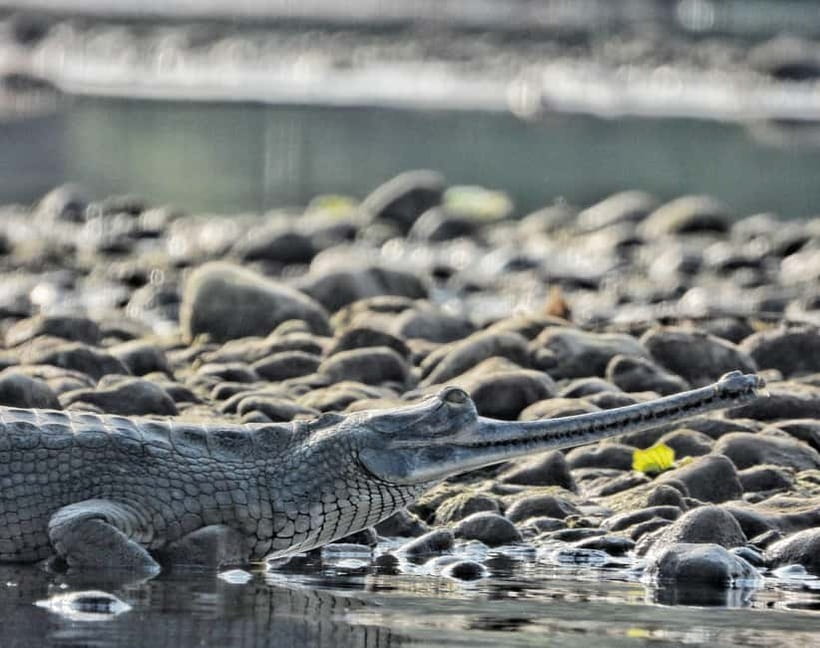 Chitwan: Full-Day Safari Canoeing and Jungle Walk and Jeep - What to bring and what to leave behind