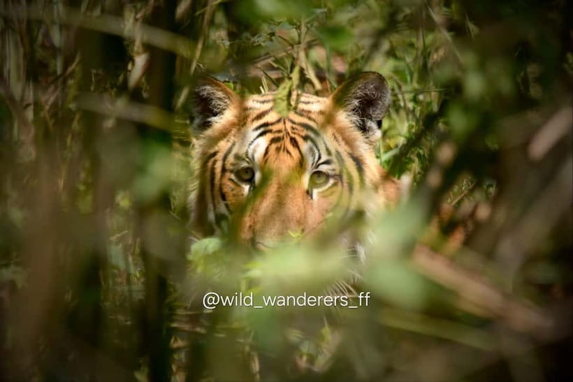 Chitwan: Full-Day Safari Canoeing and Jungle Walk and Jeep - The Rapti River canoe ride