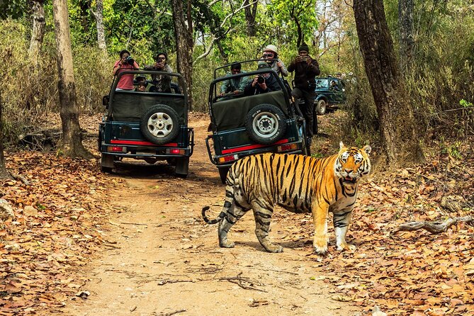 Chitwan Jungle Safari 3-Day Tour - Key points to know before booking