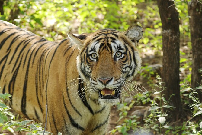 Chitwan National Park Tour - Why Chitwan works as a short wildlife break