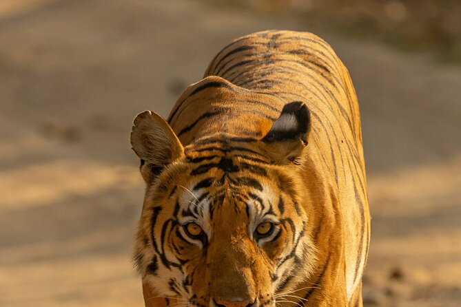 Chitwan National Park Tour - The jeep safari and the chance of a rhino