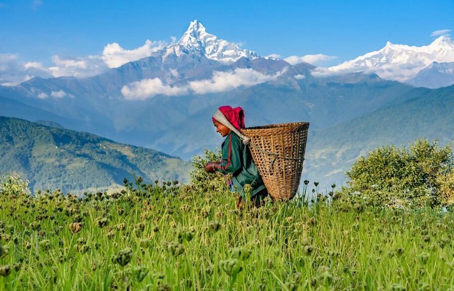 Day Hike at Annapurna Foothills - From Lakeside to Kande by private vehicle