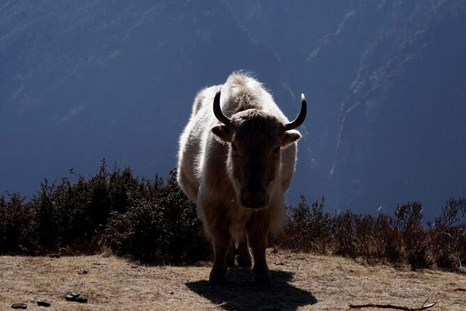 Everest Base Camp Trekking - 2025/2026 - Pangboche and Lobuche: the valley grows wilder