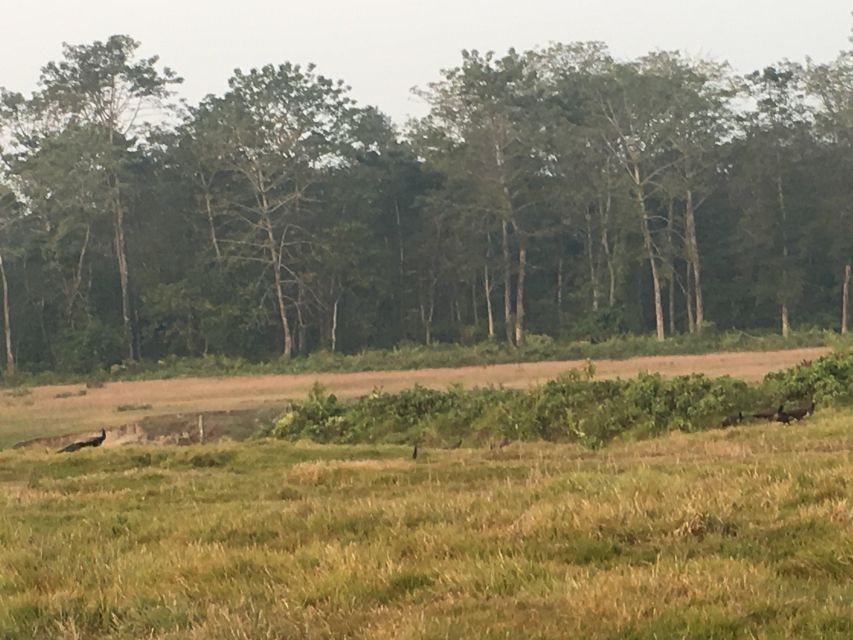 From Chitwan: Full Day Jeep Safari in Chitwan National Park - Key points to know before you book
