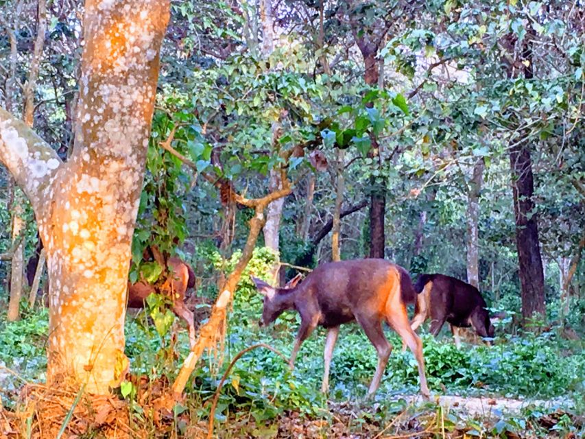 From Chitwan : Jeep Safari,Canoeing,Forest walk Day Tour - A short forest walk with plants and smaller creatures