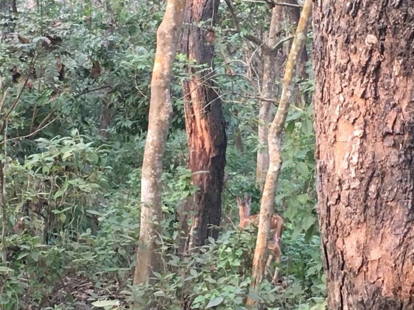From Chitwan : Jeep Safari,Canoeing,Forest walk Day Tour - Guides can make or break the day