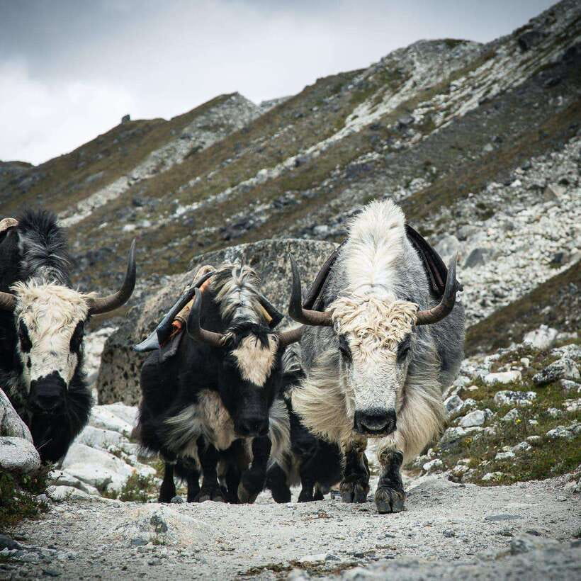 From Kathmandu: Guided Everest Base Camp Trek - Dingboche gives you another essential rest day