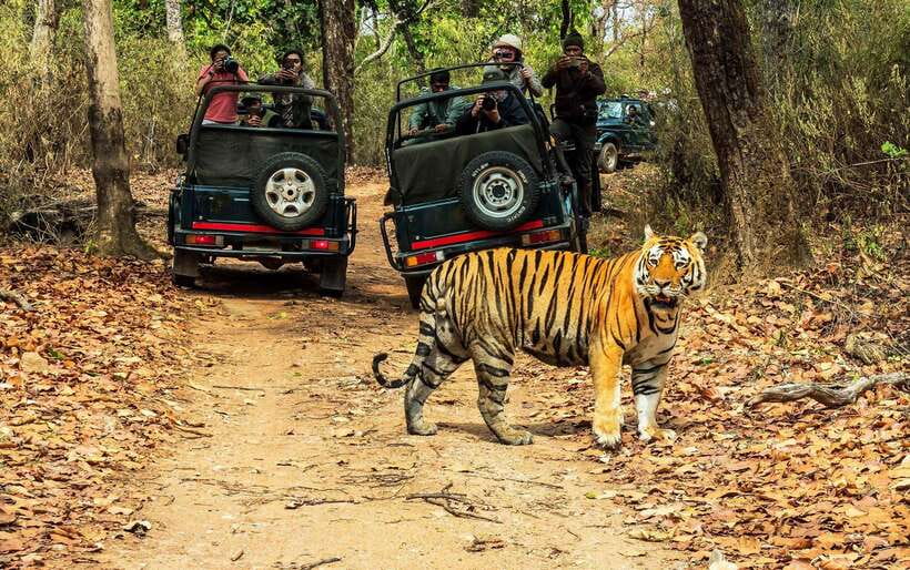 From Kathmandu/Pokhara: 2, 3, or 4-Day Chitwan Jungle Safari - Reaching Chitwan from Kathmandu or Pokhara