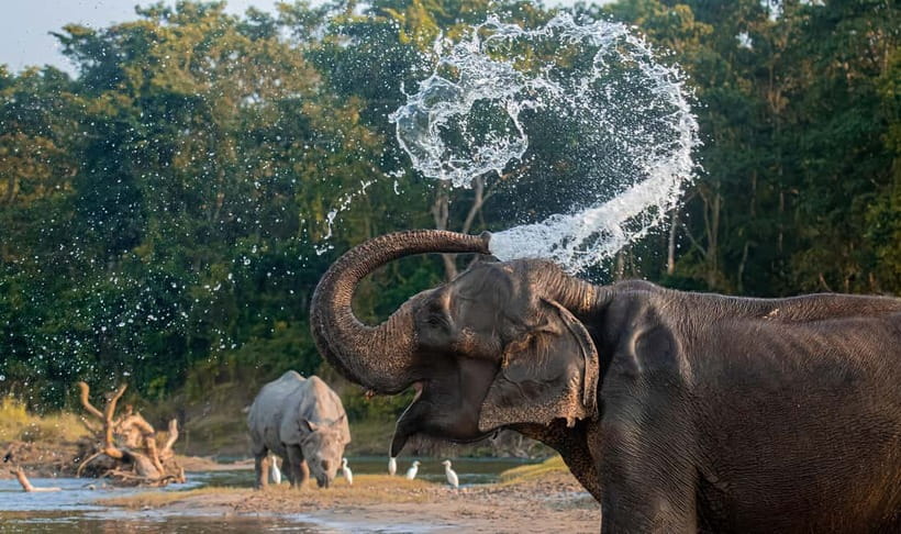 From Kathmandu/Pokhara: 3-Day Chitwan National Park Tour - The afternoon jeep safari and the search for larger animals