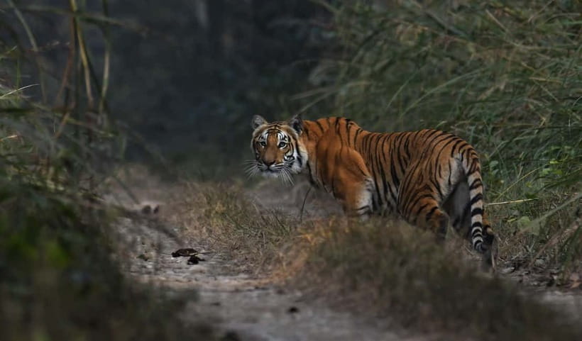 From Kathmandu/Pokhara: 3-Day Chitwan National Park Tour - What the $136 price really covers