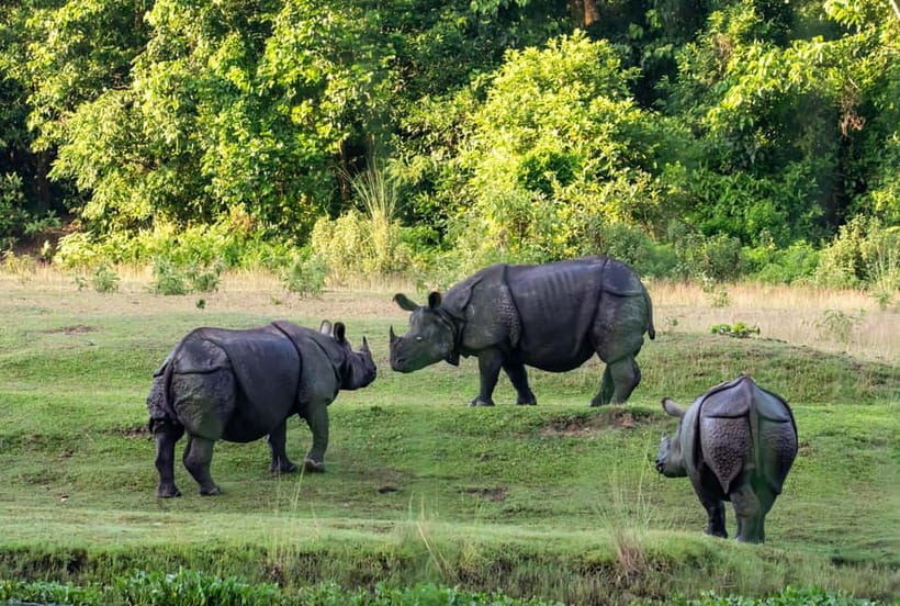 From Kathmandu/Pokhara: 3-Day Chitwan National Park Tour - The hotel, meals, and guide support
