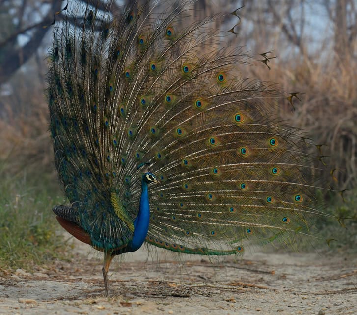 From Kathmandu/Pokhara: 3-Day Chitwan National Park Tour - Who should book this three-day safari