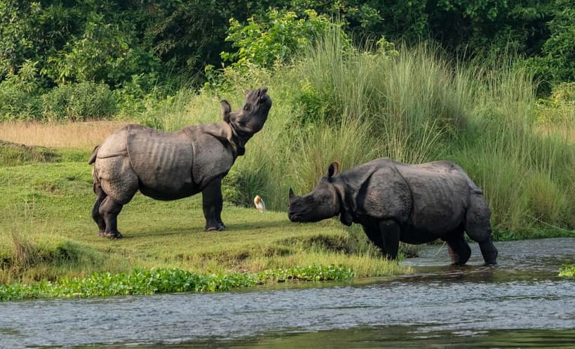From Kathmandu/Pokhara: 3-Day Chitwan National Park Tour - Day one: settling in, sunset, and Tharu culture